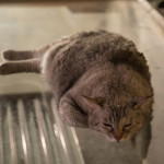 ZzZzZzZ